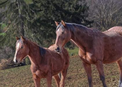 Chevaux à vendre