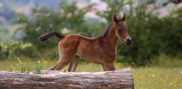 Yearling à vendre