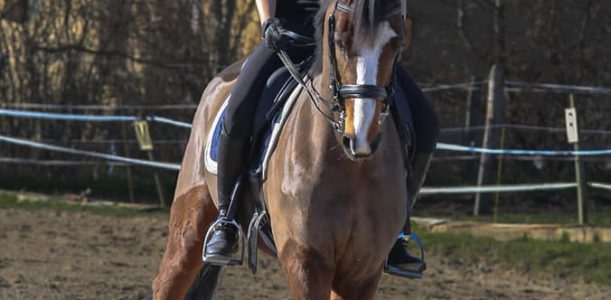 Stage dressage