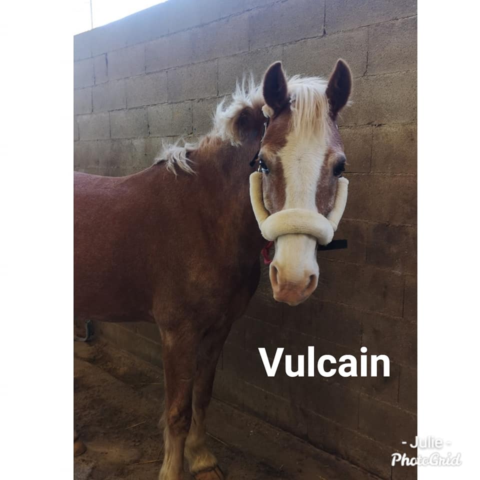 vulcain poney écurie quintillière