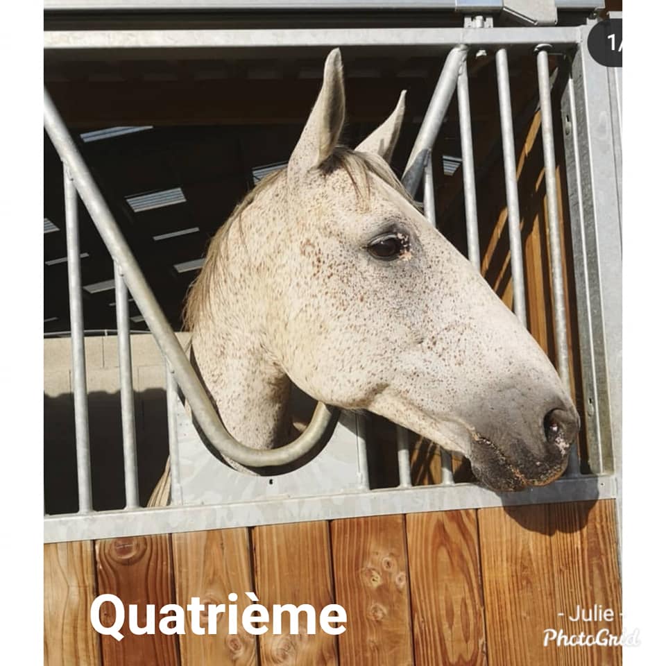 quatrième cheval pension quintillière