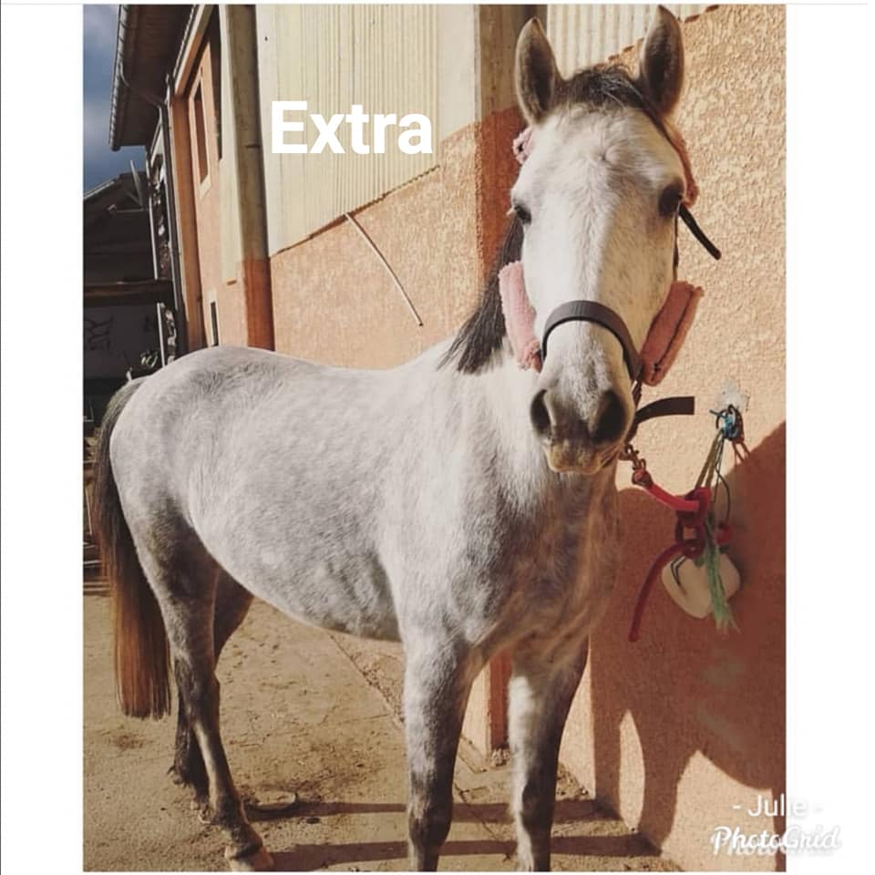 extra poney écuries quintillière