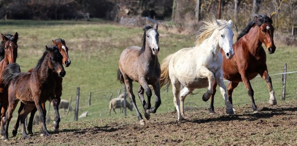 Pension pour chevaux