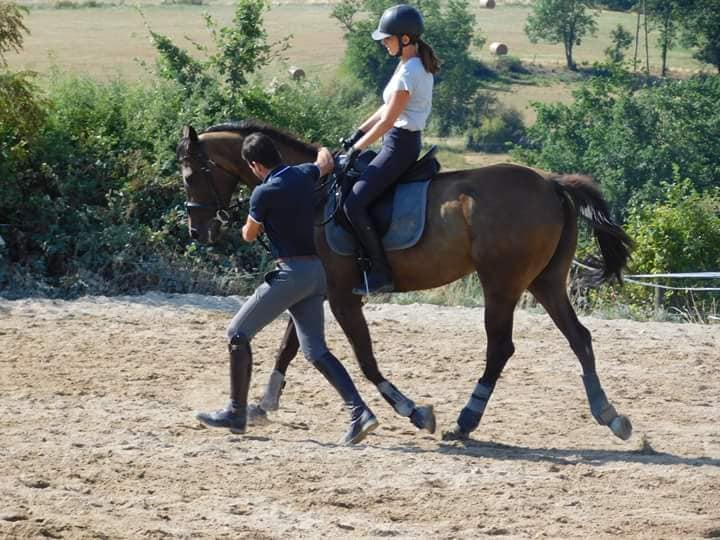 stage dressage écuries quintillière