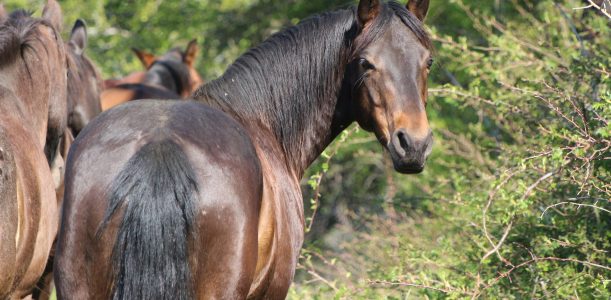 Chevaux en DP