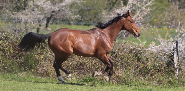 Poulinières à vendre
