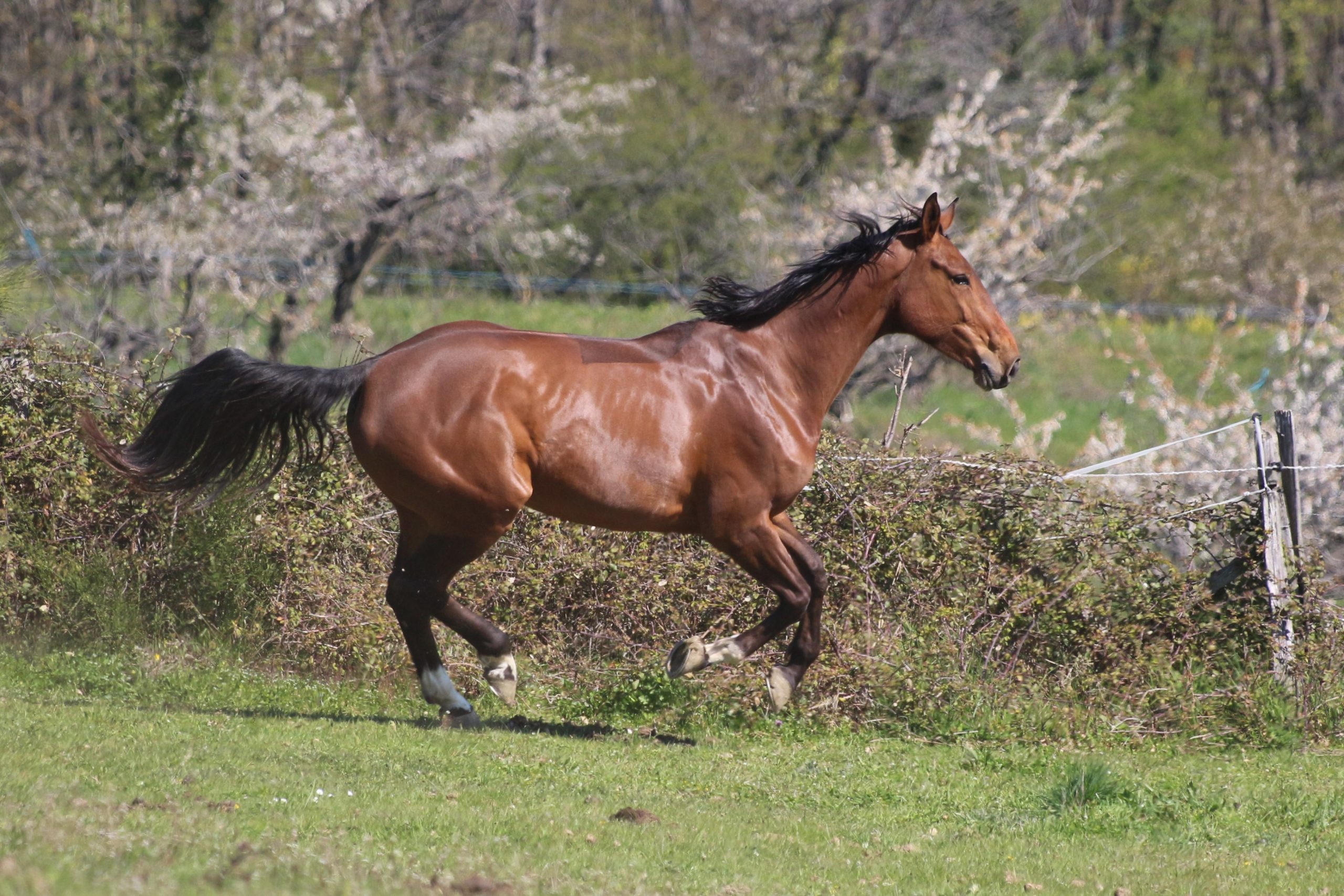Les écuries de la Quintillière