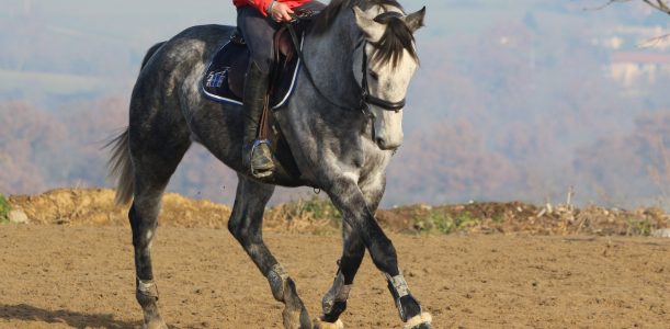 Chevaux débourrés