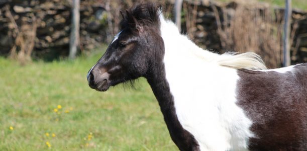 Poney à vendre