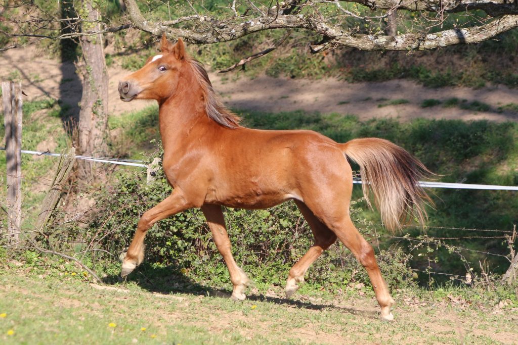 poulain DSA quintillière