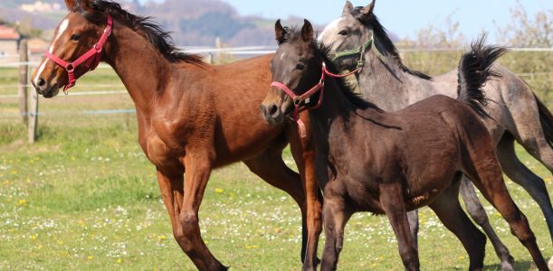 Chevaux à vendre !