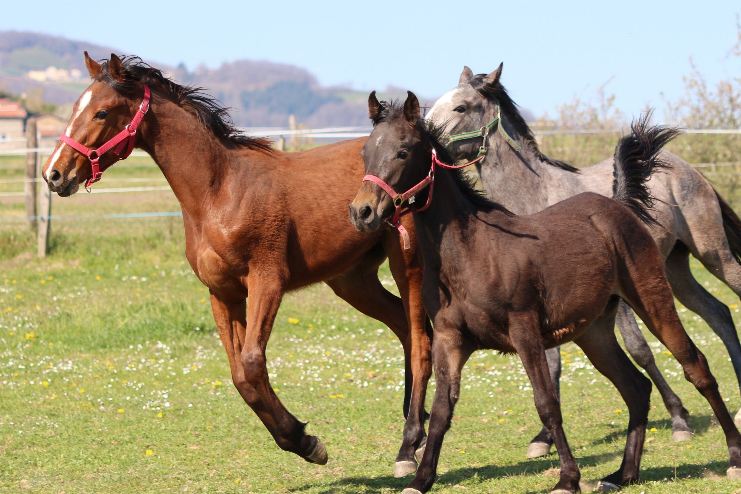 Chevaux à vendre !