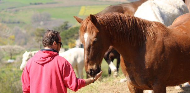 COVID : l’écurie se met au vert !