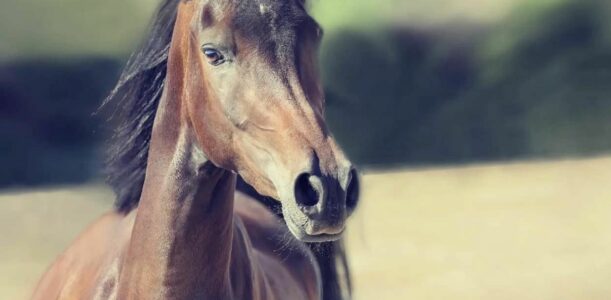 Chevaux à vendre